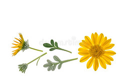 杂色背景摄影图|黄色的杂色菊属植物花隔离的向白色的背景