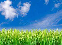 青草衬着多云的蓝天