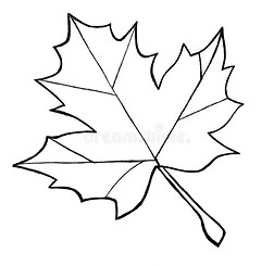 加拿大枫叶