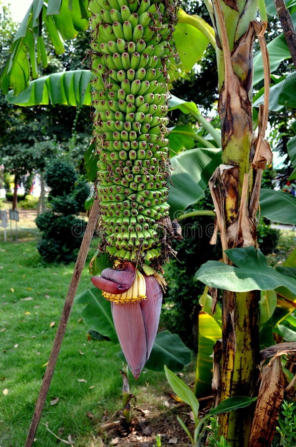 泰国大城府树上长香蕉