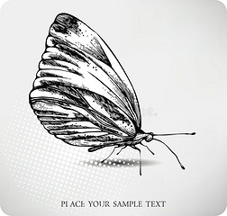 蝴蝶手绘图.vector