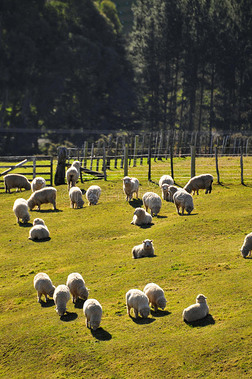 新西兰绵羊