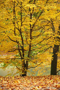 金色秋天风景专题模板-金色秋天风景图片素材下载-我图网