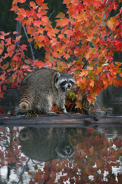 浣熊反射着叫声