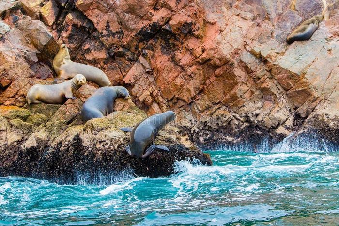 秘鲁帕拉卡斯国家公园南美洲海狮在巴列斯塔斯群岛的岩石上放松