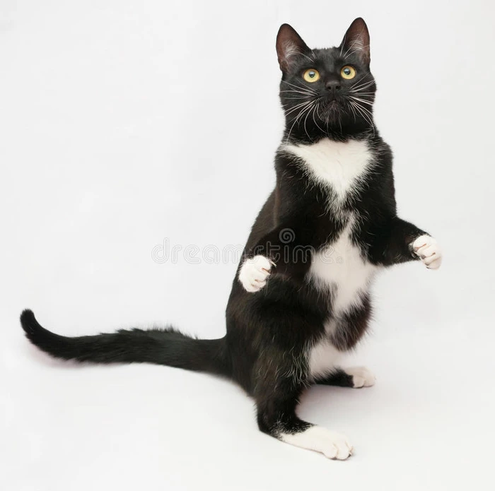 黑猫白色衬衫前面黄色眼睛站在后腿上前爪伸出