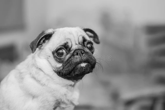 可爱的狗狗肖像拖把黑白照片