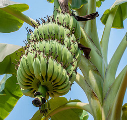 一棵大香蕉树的特写镜头