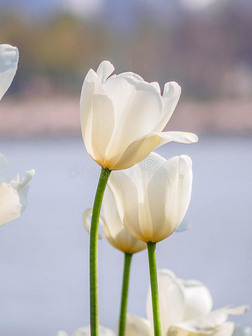 春花系列,白色郁金香