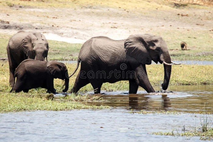 大象-乔贝河博茨瓦纳非洲
