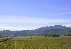 纳帕谷葡萄酒种植区的典型景观，葡萄成行