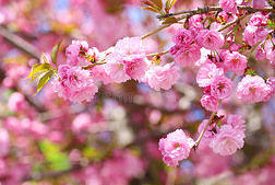 樱花。春天樱花盛开，美丽的粉红色花朵