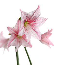 白色背景下盛开的粉红色花朵（星形百合花-海棠）