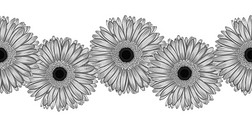 美丽的单色，黑白无缝横框元素的灰色非洲菊。