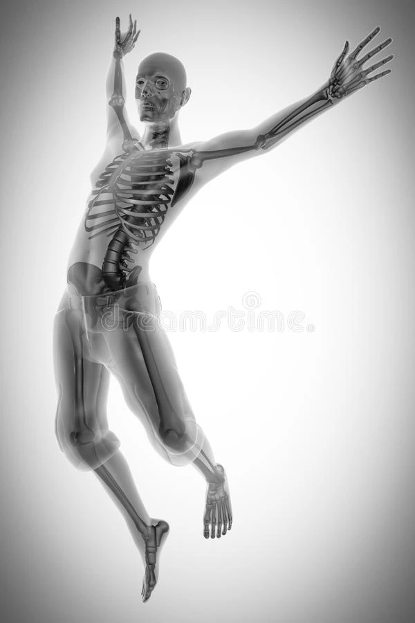 人体骨骼x线扫描图像