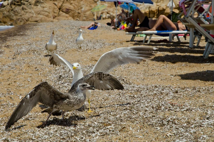 坎佩海滩上的海鸥