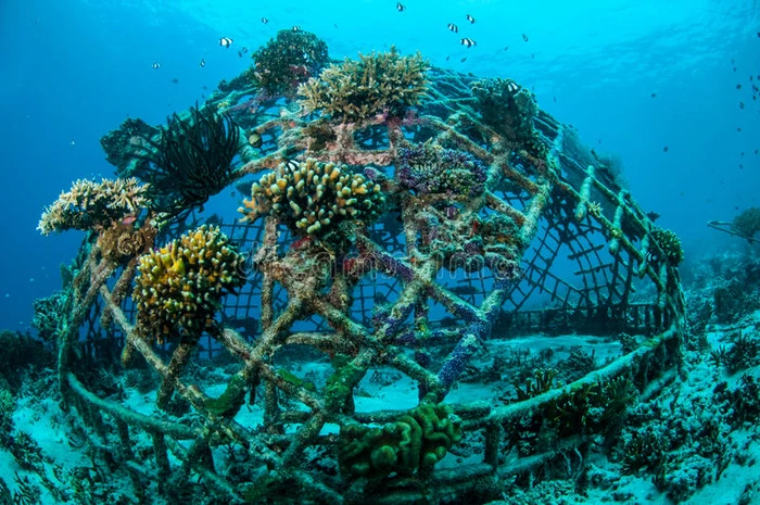 印尼龙目岛吉里珊瑚礁的生物岩努沙登加拉巴拉特印度尼西亚水下照片