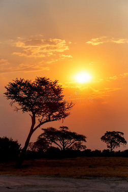 非洲日落树在前面