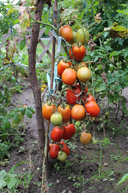 红番茄的数量