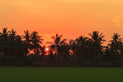 夕阳下的稻田椰树