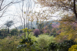 山上野生喜马拉雅樱桃盛开的粉红色花朵