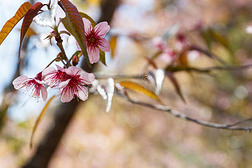 野生喜马拉雅樱桃盛开的粉红色花朵