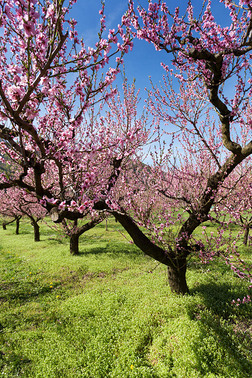 桃花风景专题模板-桃花风景图片素材下载-我图网