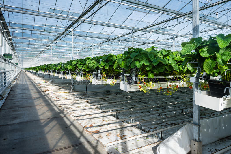 苹果AR智能眼镜计划2028年发布 OLEDoS屏成行业核心趋势