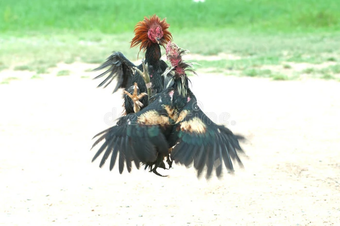 泰国的斗鸡流行的运动和传统