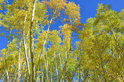 树叶季节森林里五颜六色的白杨树