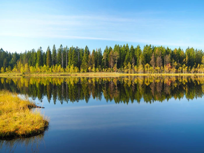 日出早晨的森林湖 青草和树木反射在宁静的水中 蓝天 初秋