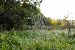 有露珠的大蜘蛛网