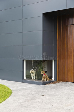 一张白色的照片，一只白色的狗和一只棕色的狗，在一用木材和铝包层的房子的低窗前等待