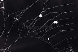 黑白宏蜘蛛网背景。