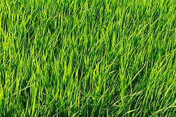 阳光下的绿色稻田背景