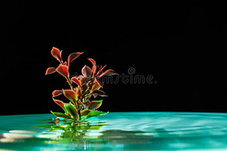 绿色植物在蔚蓝的水中分离在黑暗的背景上