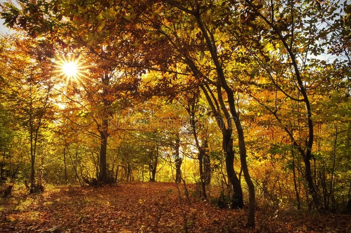 森林里秋天的颜色 风景与彩色的叶子和阳光通过树木 秋天的背景