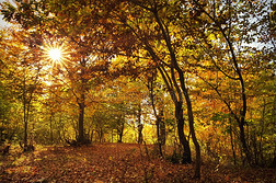 森林里秋天的颜色。 风景与彩色的叶子和阳光通过树木。 秋天的背景