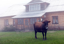乌克兰的奶牛在雾蒙蒙的日出期间