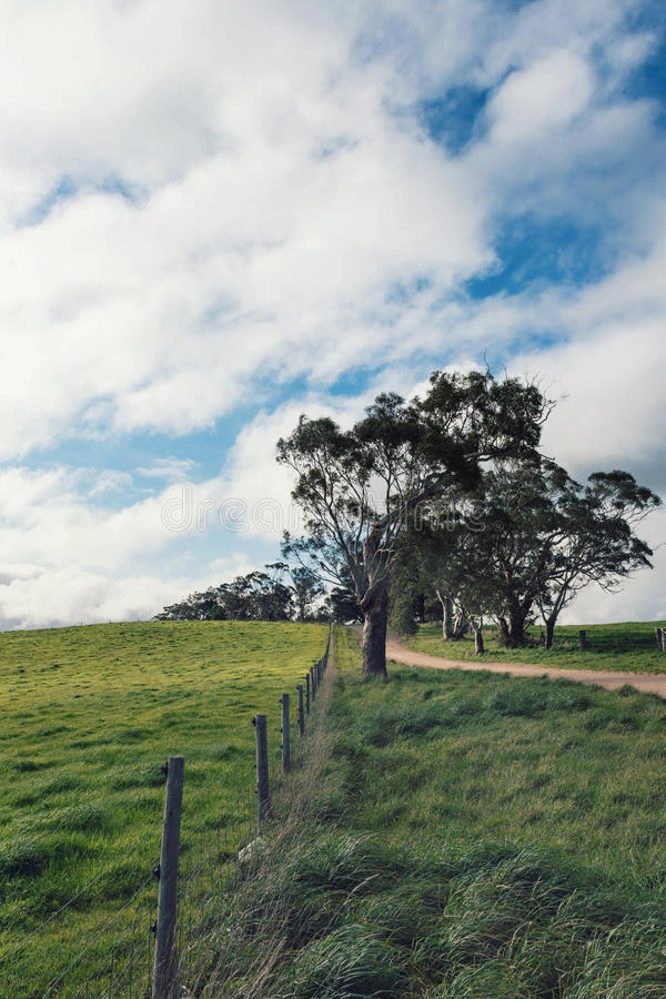 澳大利亚农业场景与树胶和栅栏