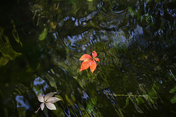 水面上五颜六色的叶子