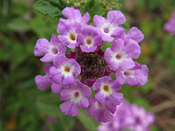 美丽盛开的紫色花朵，以色列