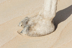 大型动物摄影图|骆驼脚的特写(;大型皮革垫)