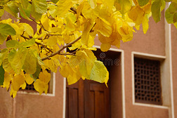 秋天在琐罗亚斯德村阿比亚尼，伊朗。