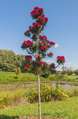 十二月的新西兰奥克兰圣诞树开花了