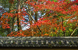 日本美丽的秋天季节。
