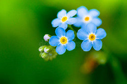 忘了我，别忘了蓝色的花