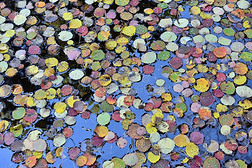 五颜六色的秋叶漂浮在水面上