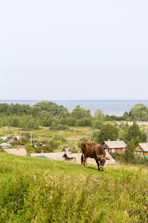 牛在佩雷斯拉夫尔-扎莱斯基和普莱什切耶沃湖背景下的山上放牧 俄罗斯