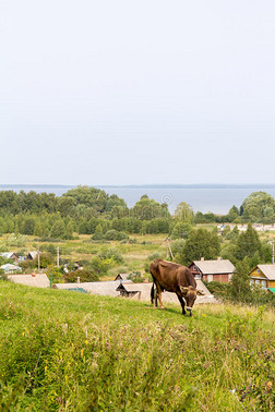 牛在佩雷斯拉夫尔-扎莱斯基和普莱什切耶沃湖背景下的山上放牧。 俄罗斯。